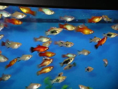 platy